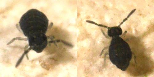 Sminthurinus sp.